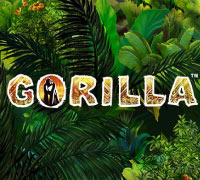 Gorilla Gorilla